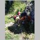 17_8_2014Contrario Cavallo 049.JPG